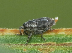 Cylindrocopturus