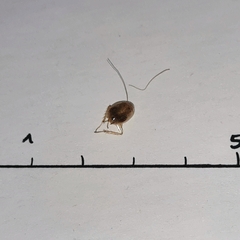 Ectobius vittiventris