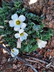 Oxalis densa