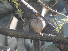 Turdus menachensis