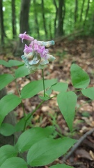 Lathyrus vernus
