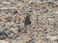 Pseudonacaduba sichela