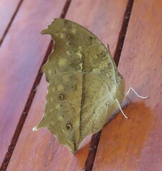 Protogoniomorpha anacardii