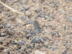 Pseudonacaduba sichela