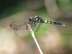 Orthetrum melania melania