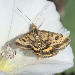 Pyrausta despicata