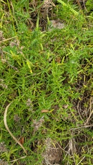 Thymus dzevanovskyi