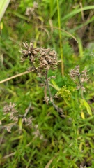 Thymus dzevanovskyi