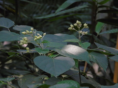 Clerodendrum villosum