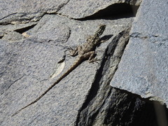 Acanthocercus adramitanus