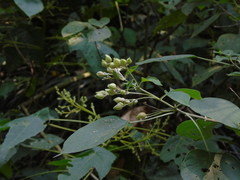 Clerodendrum villosum