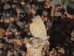 Zizeeria knysna