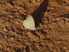 Zizeeria knysna