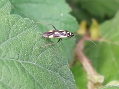 Grypocoris