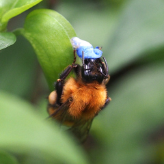 Bombus diversus
