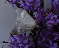 Udea alpinalis