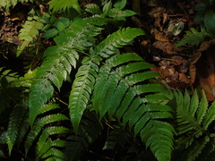 Pleocnemia conjugata