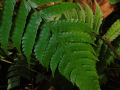 Pleocnemia conjugata