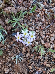 Chaenostoma caeruleum