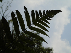 Pleocnemia irregularis