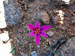 Romulea kamisensis