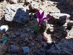Romulea kamisensis