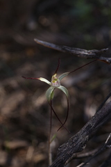 Caladenia dimidia