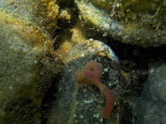 Glyceridae