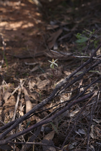 Image of Caladenia dimidia by (c) Hugo Innes, some rights reserved (CC BY)