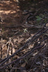 Caladenia dimidia