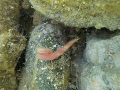 Glyceridae