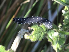 Athalia scutellariae