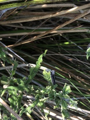 Athalia scutellariae