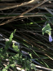 Athalia scutellariae