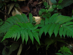 Pleocnemia irregularis