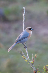 Schistochlamys ruficapillus