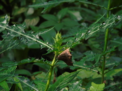 Acanthus montanus