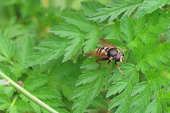 Sericomyia