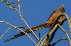 Colius striatus minor