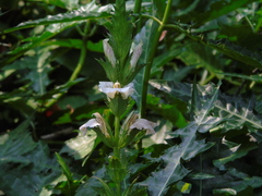 Acanthus montanus