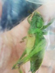 Gampsocleis gratiosa