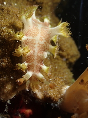Marionia elongoreticulata