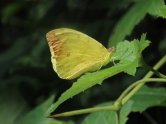 Afrodryas leda
