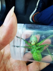 Gampsocleis gratiosa