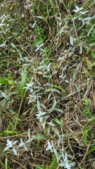Cerastium biebersteinii