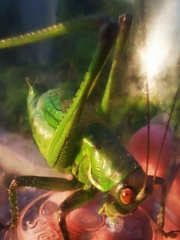 Gampsocleis gratiosa