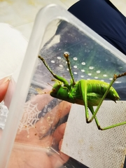 Gampsocleis gratiosa