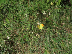Afrodryas leda