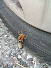 Eupholidoptera megastyla