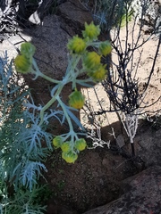 Senecio cinerascens